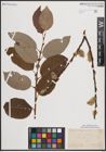 Foto von Salix caprea L.